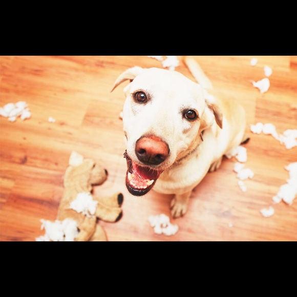 🎉Tearable Toybox for Dog Destruction 🐕 - Picture 3 of 6